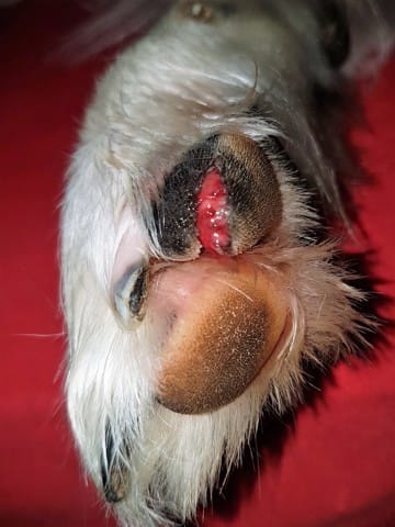 Border Collie gravement blessé au coussinet
