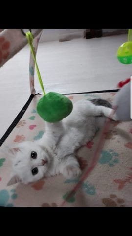 Aura t elle les poils mi longs?