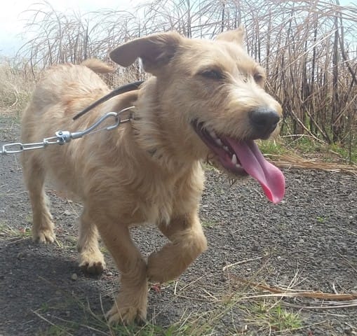 Quelle race est mon chien???