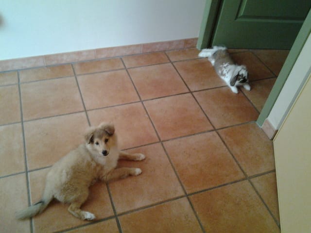 Lapin et chiot