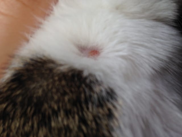 Plaque rouge chatonne