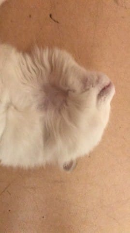 Chat perd poils au cou