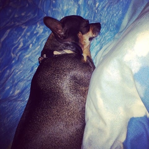 Comment faire maigrir ma chihuahua