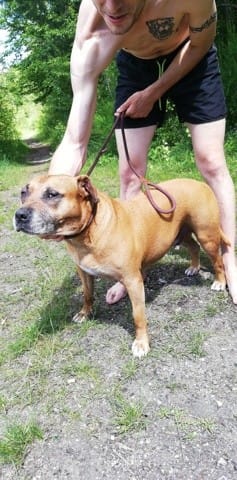 Expertise chien