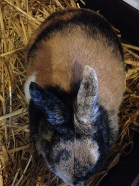 Lapine gestante??