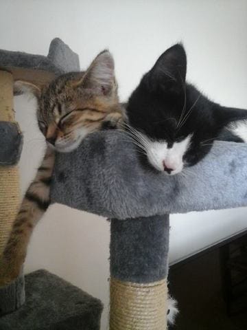 Mon chaton a de la diarhée 