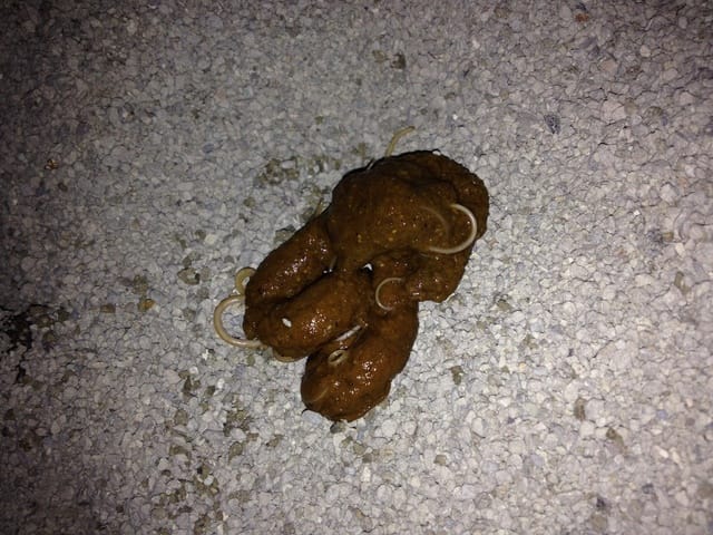 Mon chaton a des longs vers dans ses excréments 