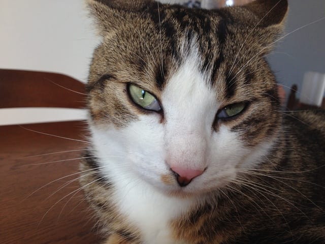 La paupière interne de mon chat est visible 