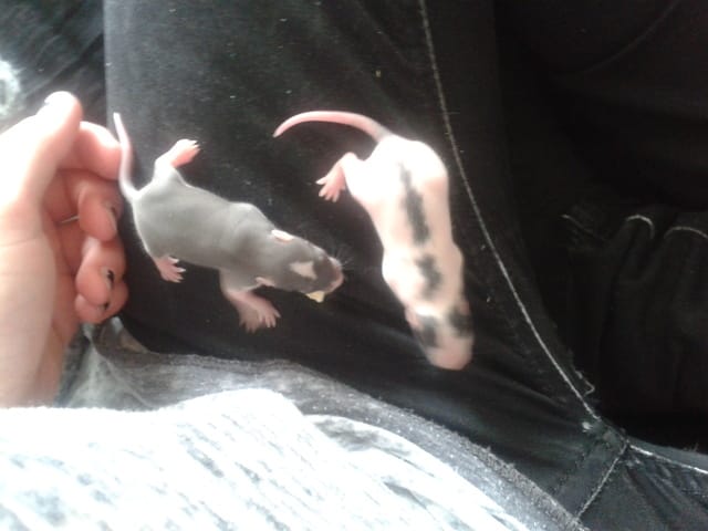 Vends petit bébés rat(e)s, urgent!