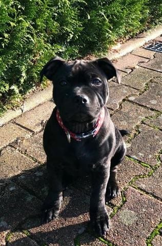 Groei Staffie op 6 maanden
