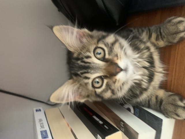 Chat trouvé besoin de renseignements