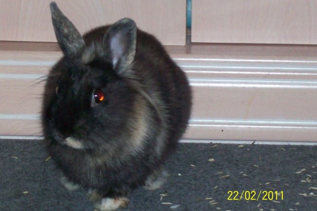 mon lapinou de 4 mois  AGRESSIF