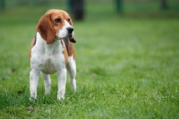 quelle taille fait le cou d'un beagle adulte ?