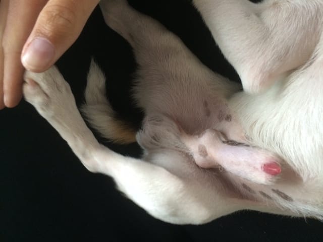 Small lump on his penis