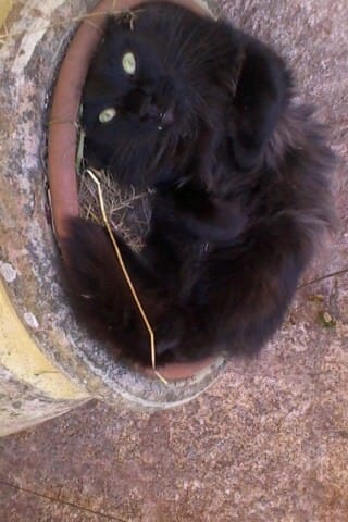 Comment faire pour que mon chat se laisse brosser ?
