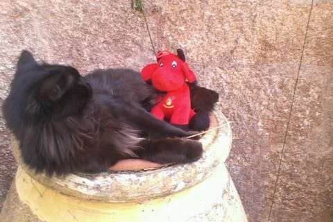 Mon chat se mord .