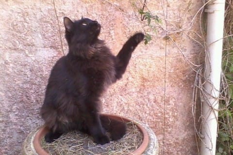 Quel age a mon chat ?