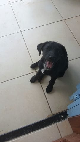 Race de mes chiens (Croisement)