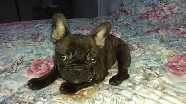 choix de mes croquettes