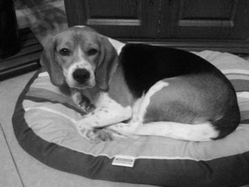 Mon chien s'enfuit...