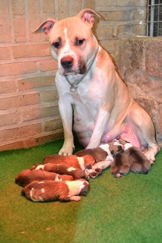 Les chiots sont née !! ( American Stafforshire Terrier ) 