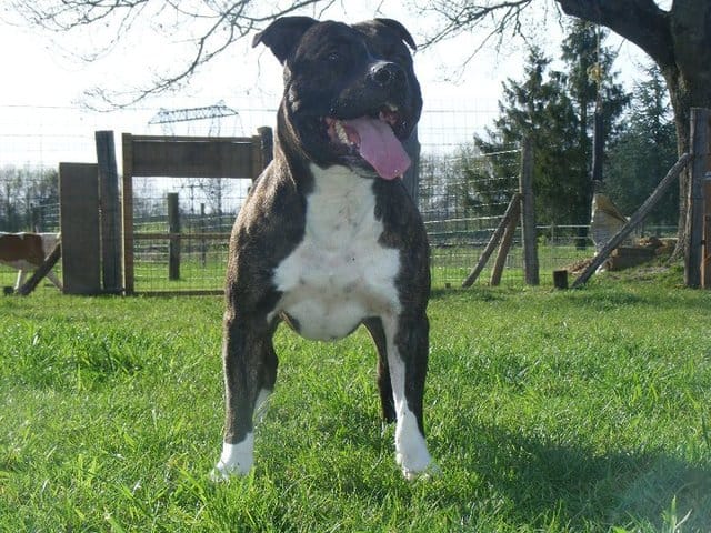 Chiens a donner et a vendre ! 