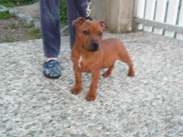 Chiot Volé Dans L'aval (53) 