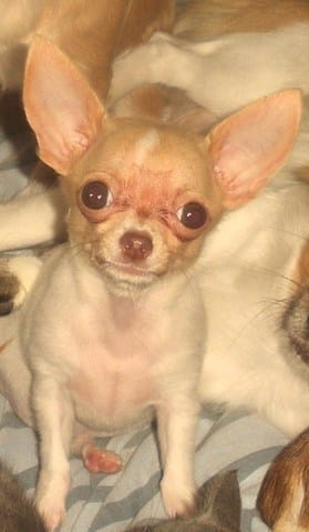 Besoin de votre aide,votez pour Cassie,petite chihuahua miniature SVP...