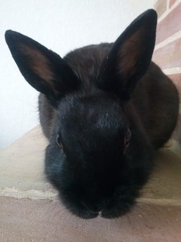 ici on se présente nos boule de poils ; les lapins