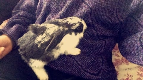 Nouvelle lapine