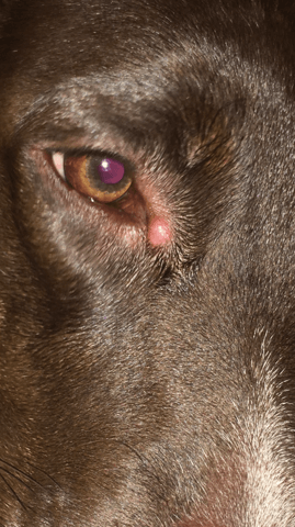 Problème peau chien ??
