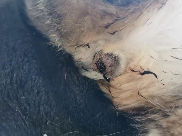 Problème chat urgent
