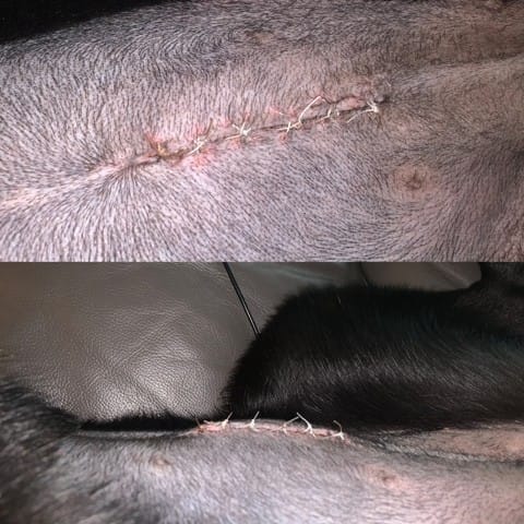 Cicatrici post sterilizzazione