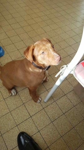 A quelle race appartient mon chien ?