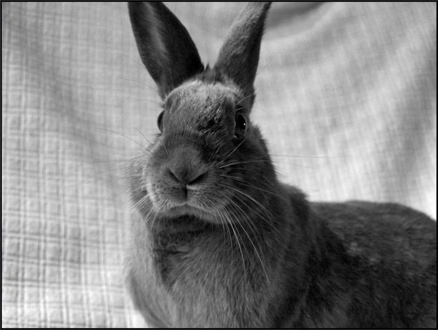 Mon lapin de 7 ans a des boules ds son ventre