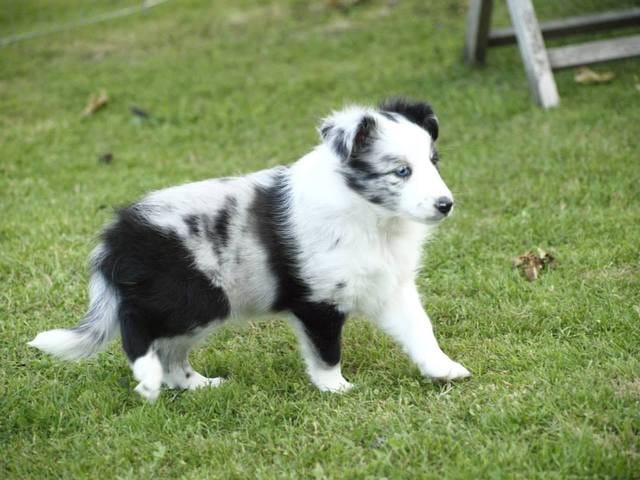 Est-ce que la couleur de robe de ma chienne est éliminatoire pour la confirmation?