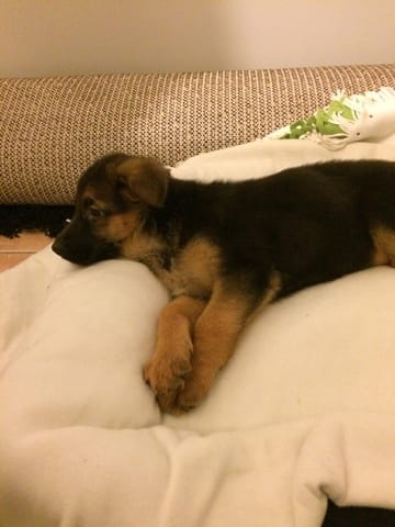 Ma chienne, Jessy, jeune berger allemand !
