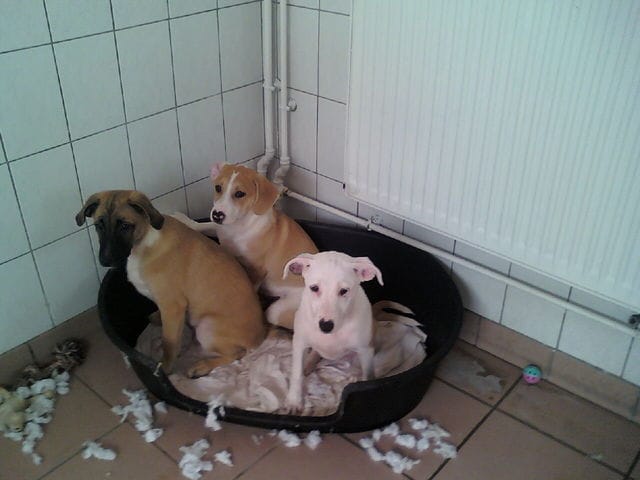 3 petit chiot de 3 mois trop mimi a l'adoption!