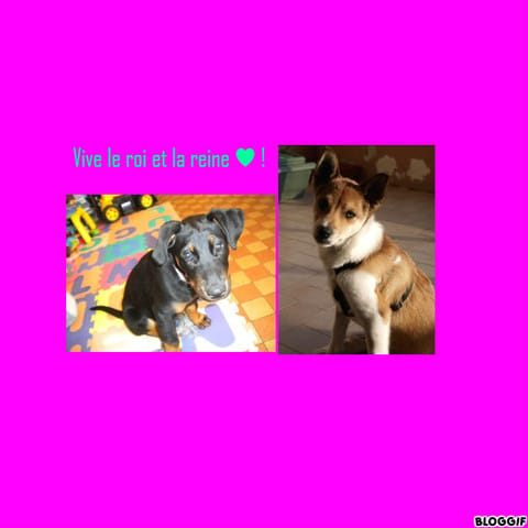 Résultat concours: le roi et la reine de Wamiz (version chien ) ! ^^