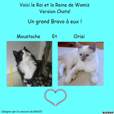 Résultats : Concours le Roi et la Reine de Wamiz version chat !! 