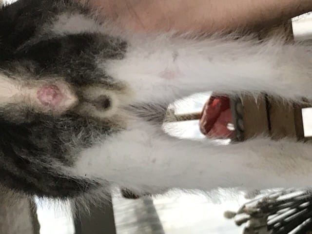 Connaissez vous le sexe des chatons ?