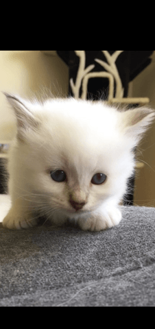 Sera il vraiment chocolat?