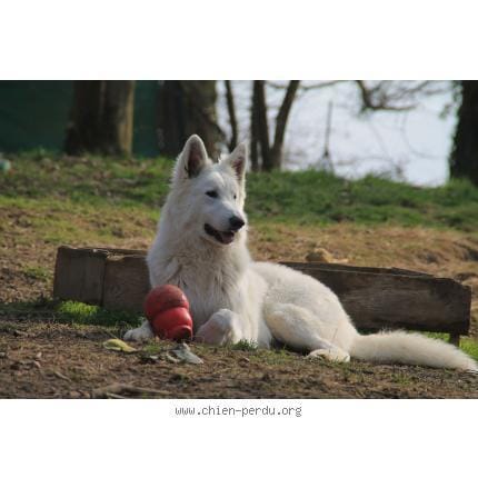 Chien perdu