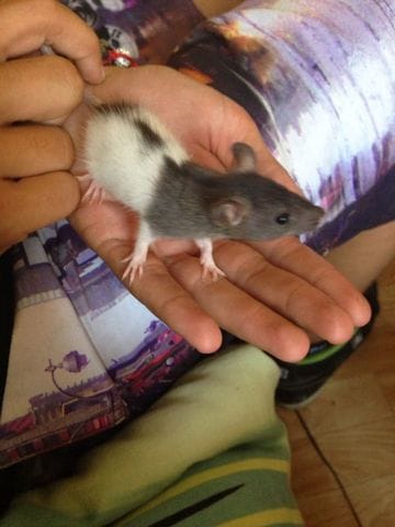 bebe ratons femelle de 6 semaines 