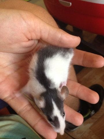 mon 3 eme bebe raton