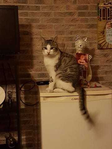 Mon chat ne guérit pas,nous sommes désespérés ;/