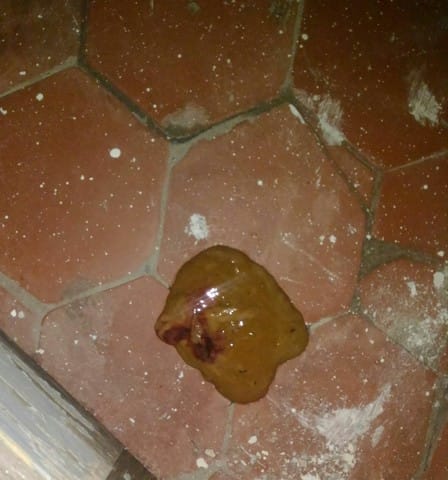 ma chatte a de la diarrhée
