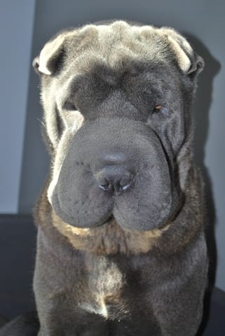 Mâle shar pei BLEU LOF cherche fiancée