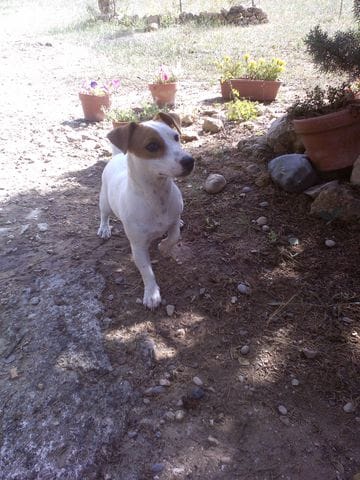 Chien qui ronge les pierres