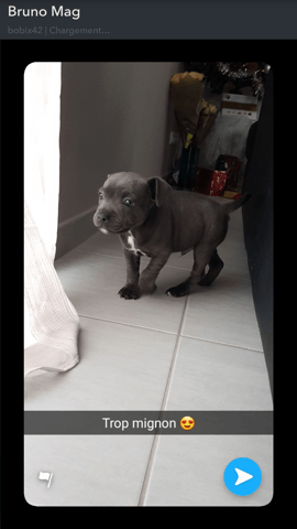 Poids Staffordshire Bull Terrier